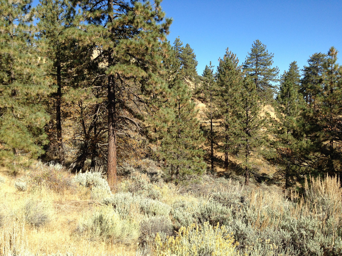 #L05821-1 Bear Valley, California Lot at the Top of the World $19,899.00 ($443.13 / Month)