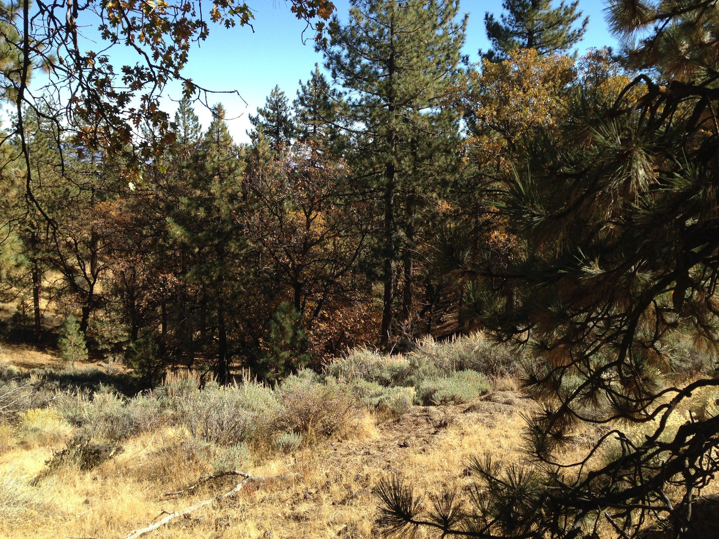 #L05821-1 Bear Valley, California Lot at the Top of the World $19,899.00 ($443.13 / Month)